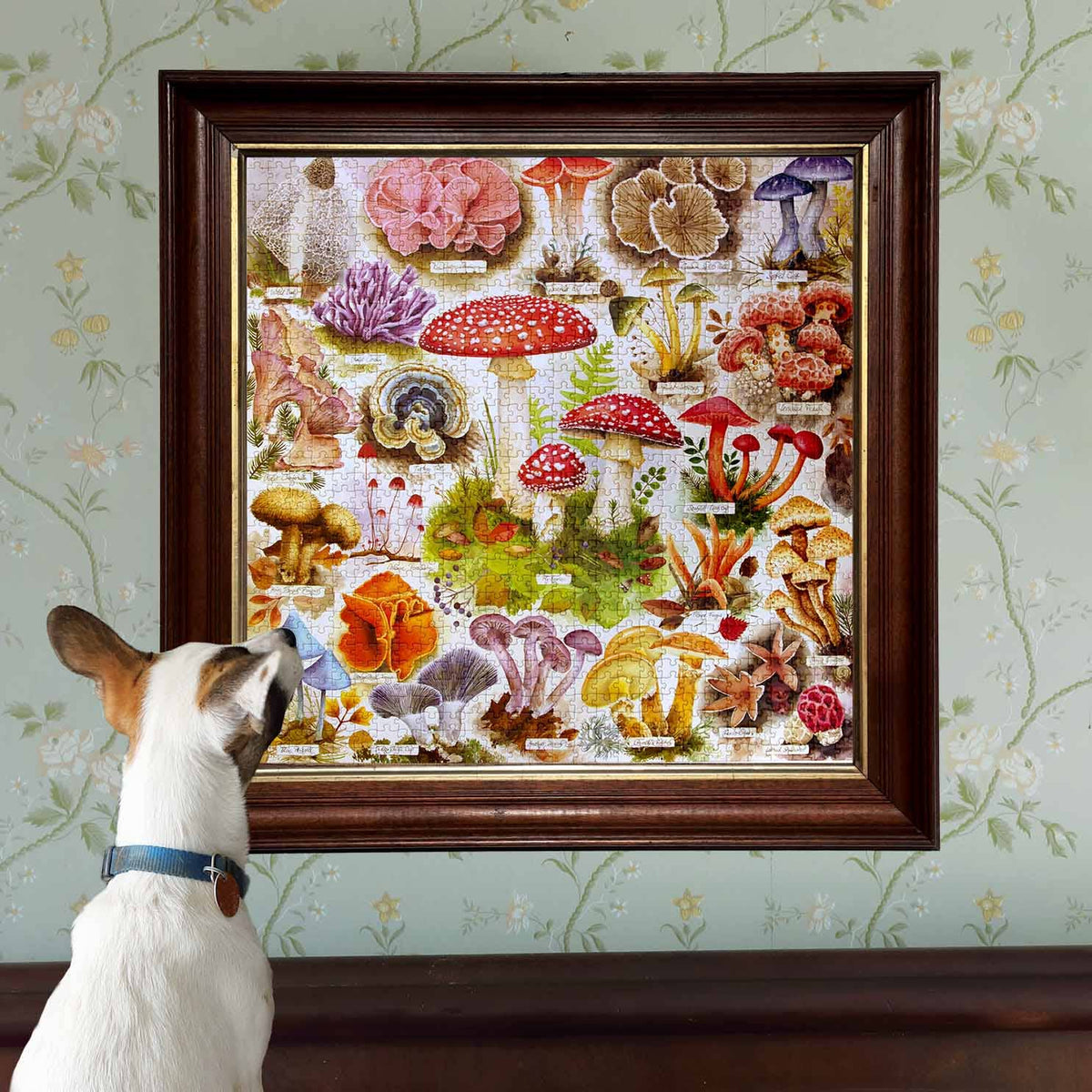 Bountiful Mushrooms, 1000-piece puzzle, eeBoo