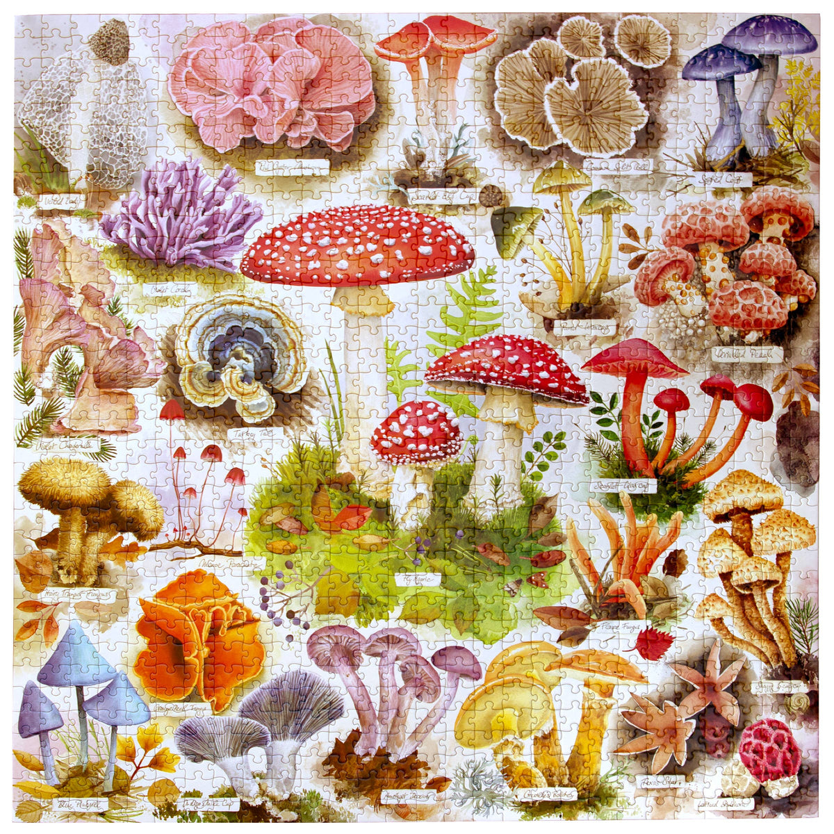 Bountiful Mushrooms, 1000-piece puzzle, eeBoo